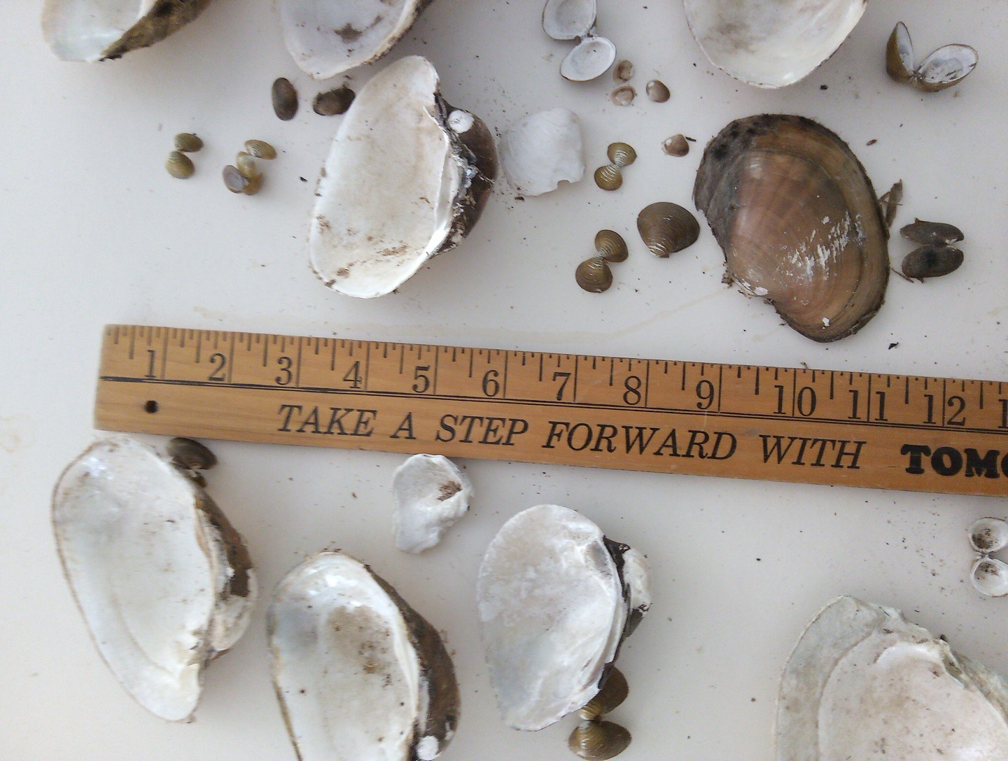 Lot Of Mississippi River Clam Shells,Mother of Pearl,Crafts,Aquariums