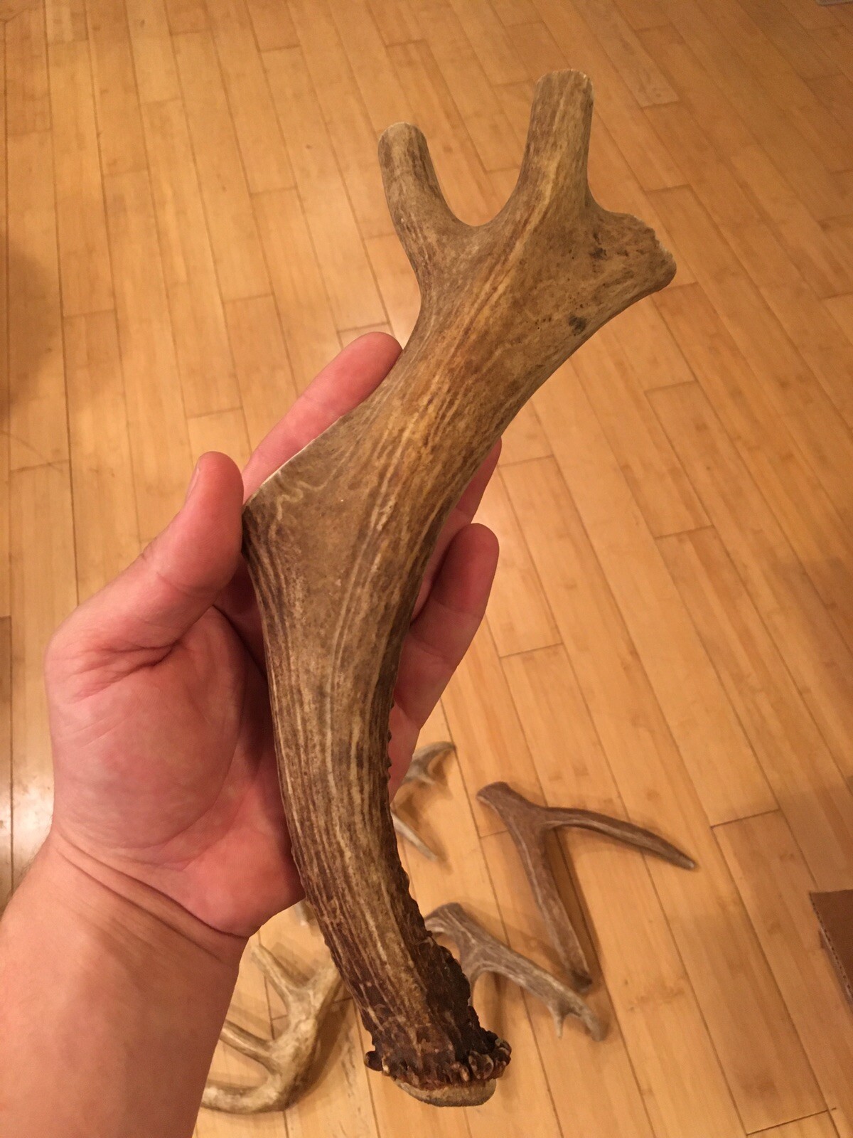 Huge COLOSSAL JUMBO CHEWS Whole Deer Antler Dog Chew SALE #1 GRADE Massive XXXL