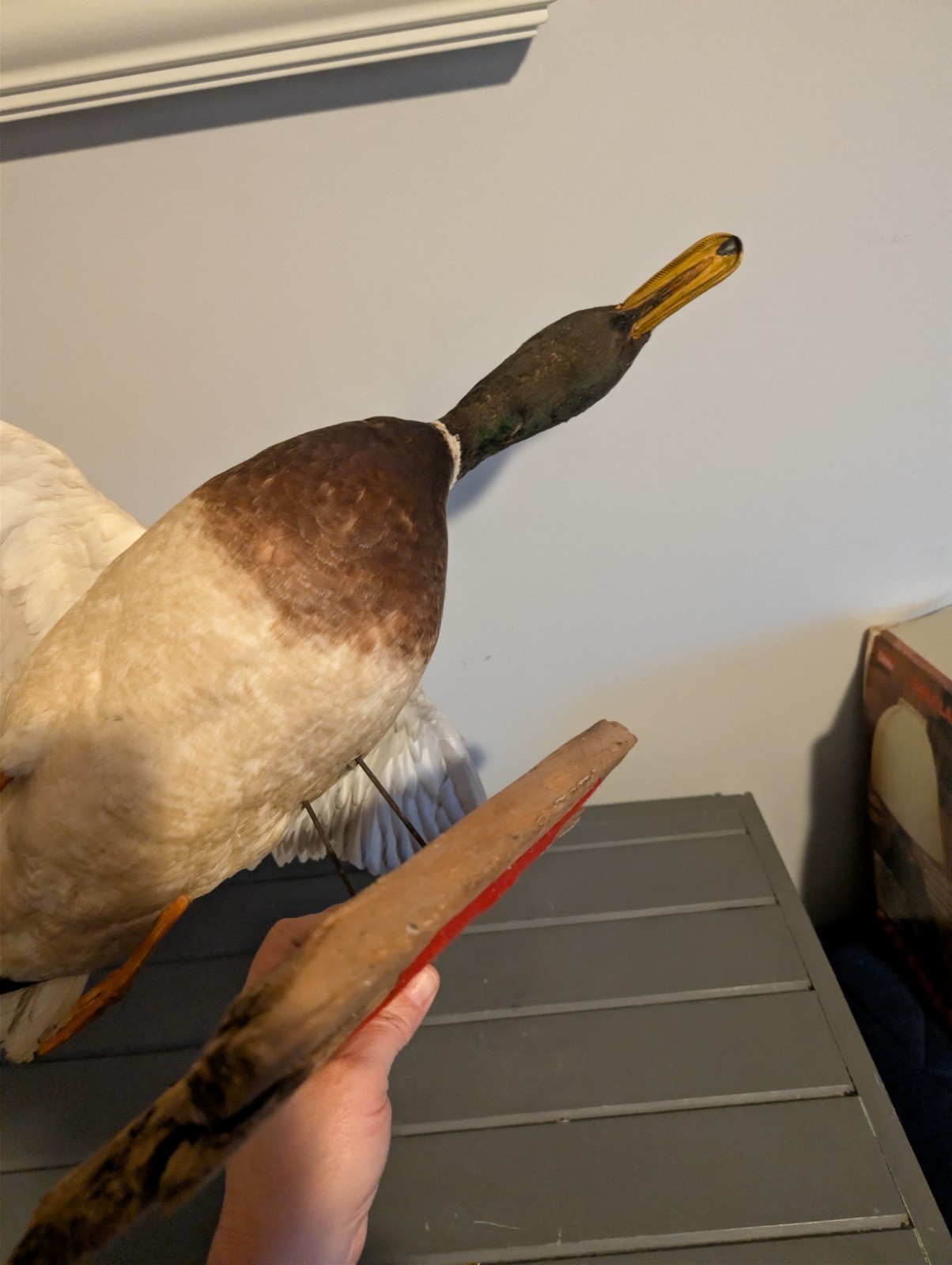 Vintage Antique Taxidermy Wall Mount Mallard Duck Drake on Wood