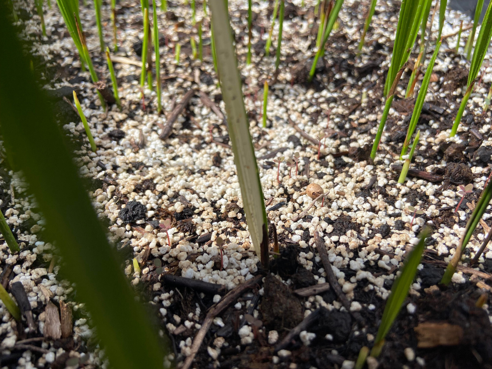 Butiagrus Seeds! F1 Hybrid Mule Palm Seeds. Rarely Ever Offered! Cold Hardy!