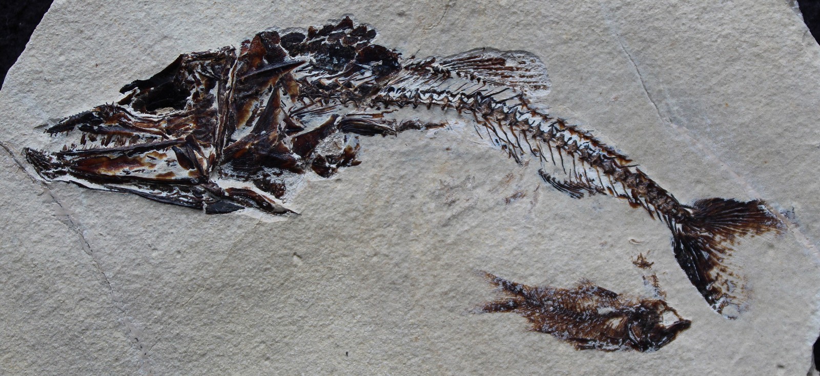 Viper Fish Eurypholis 97 Museum Quality with Impressive Teeth - Fossils Lebanon