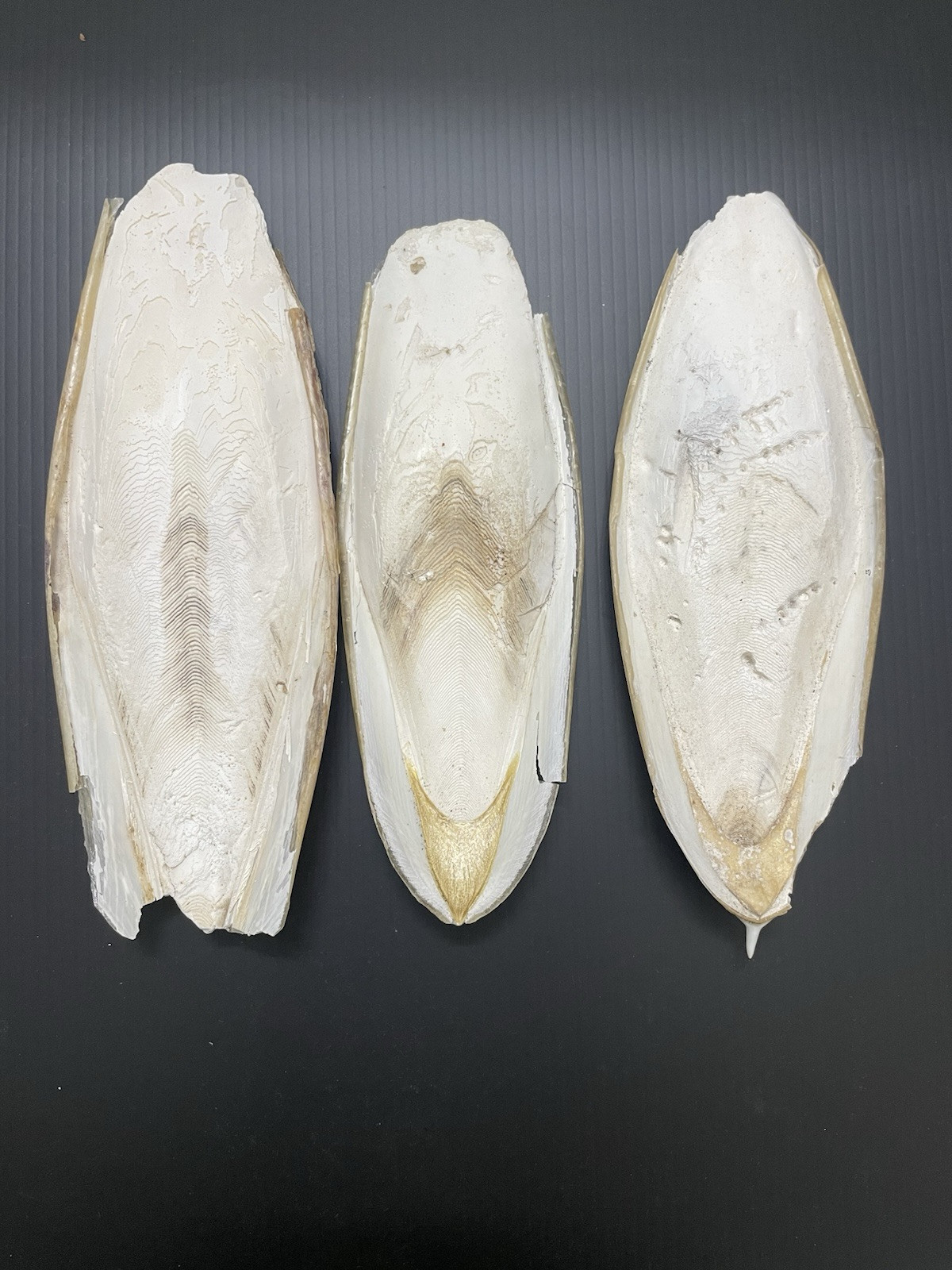 Large Natural Cuttlebone Cuttlefish Bone Bird Reptile Turtle Food Calcium 6"++