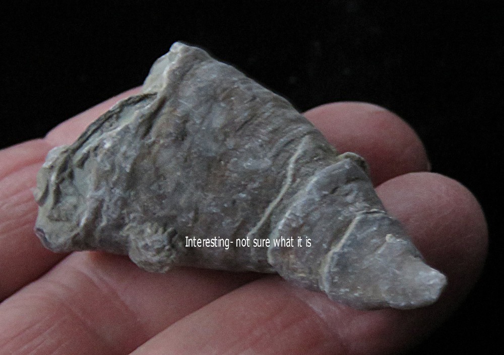 Horn Coral- Grewinkia canadensis- Ordovician- Cincinnati, Ohio