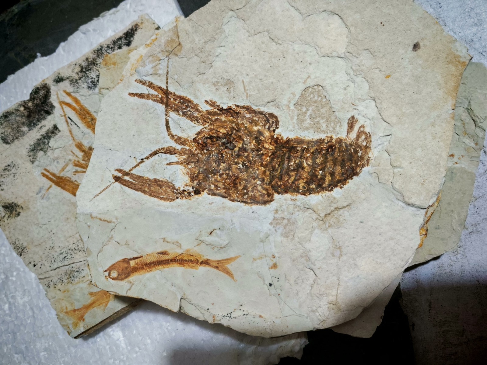 unique and authentic fossilized fish fossils 8803