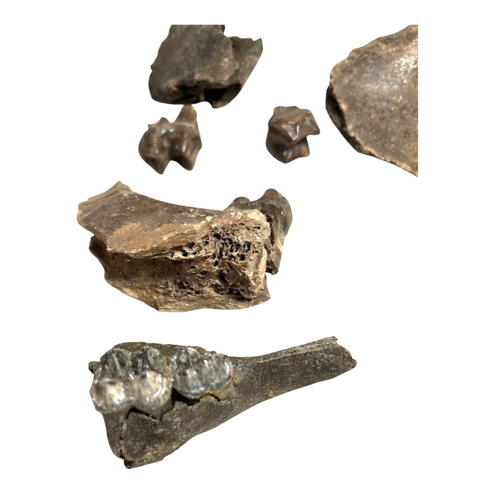 Prehistoric Pleistocene Age Fossilized Tapir Teeth and Mandible Jaw Pieces