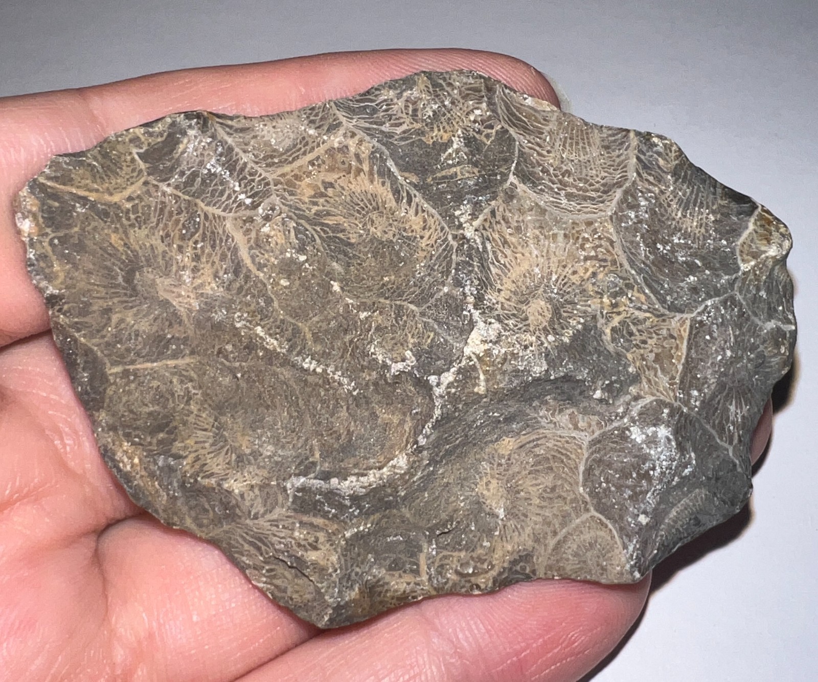 Moroccan Pre Dinosaur Fossil Polished Coral Lot 3 Inches One Per Order