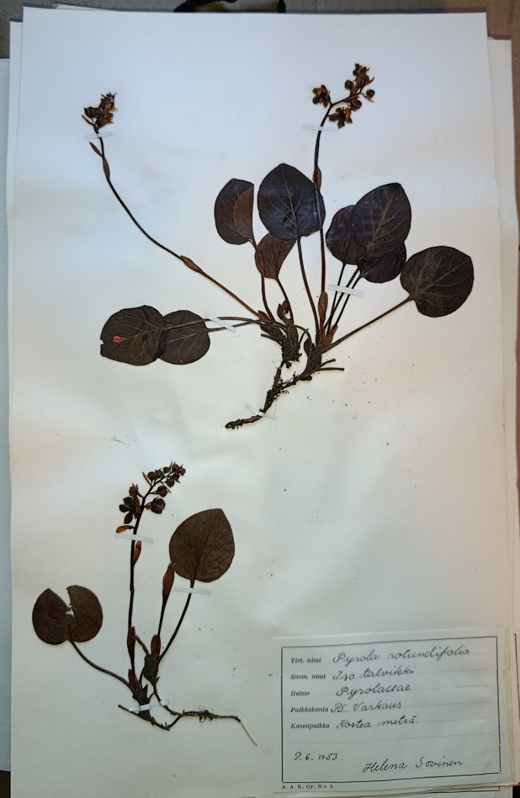 Antique Finnish Swedish Herbarium Botanical Pressed Plant specimens scrapbook