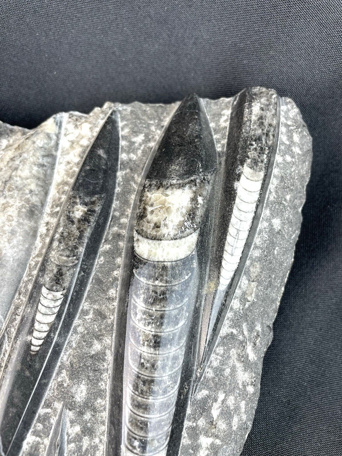 10 lbs Block of Polished Petrified Sea Life Fossil Devonian Orthoceras 9" x 12"