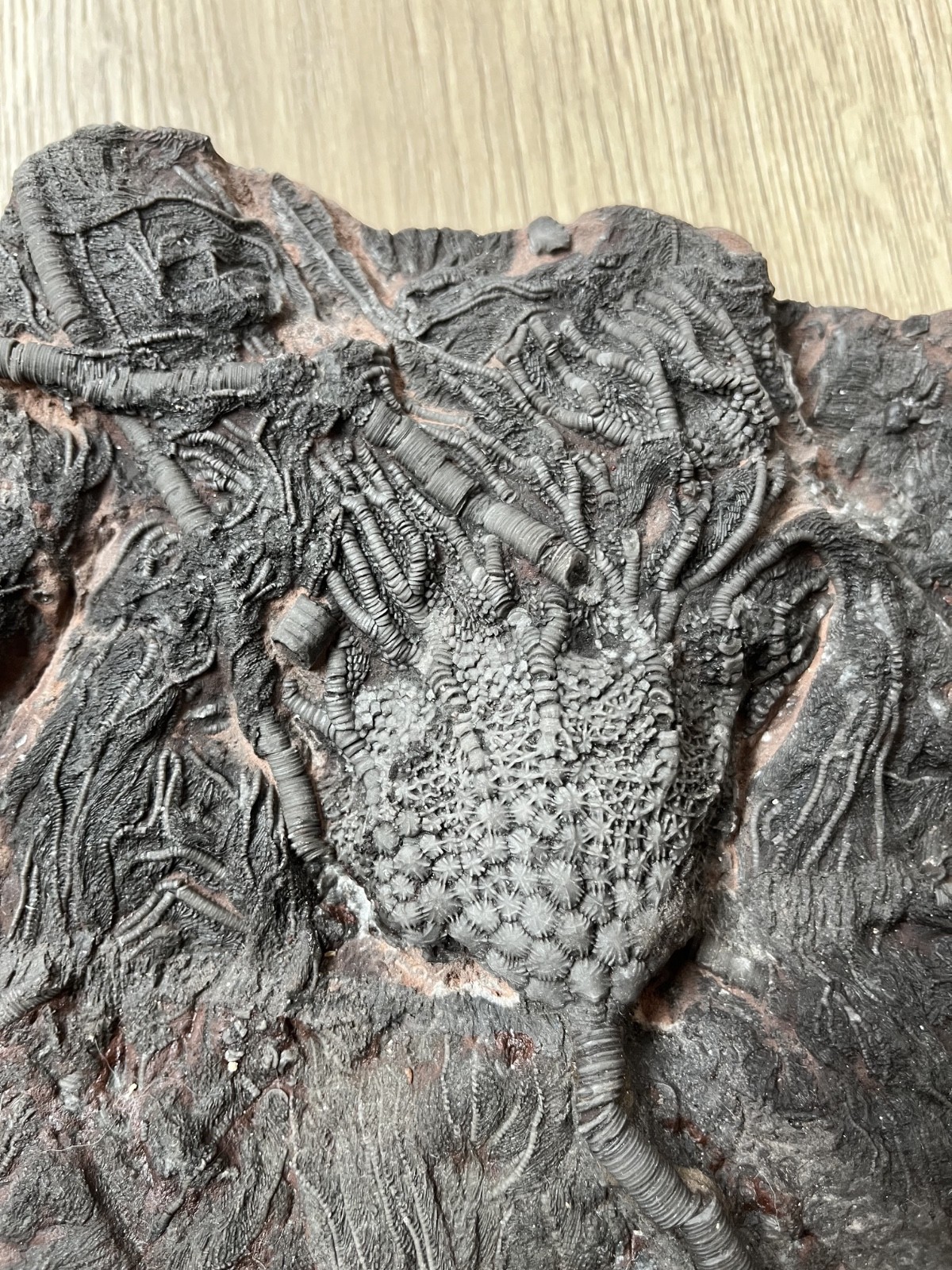 Museum Quality Silurian Crinoid Scyphocrinites Fossil Plate – Morocco
