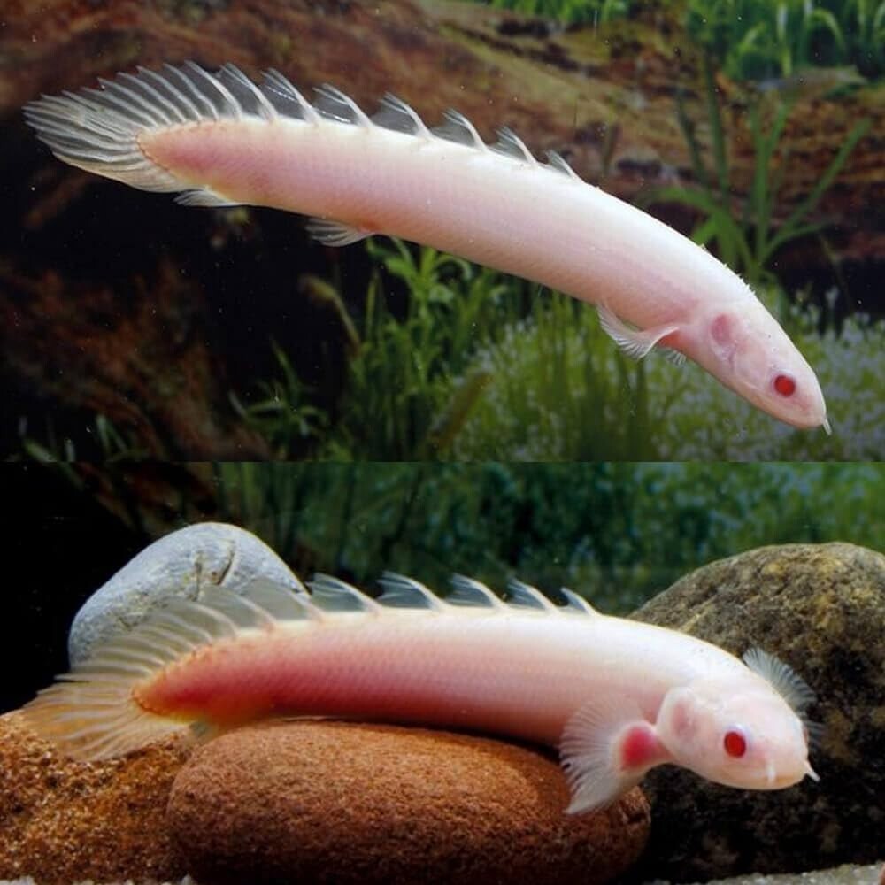 2-Pack Albino Senegal Bichir 2.5-3.0” – Live Freshwater Predator Fish for Aquari