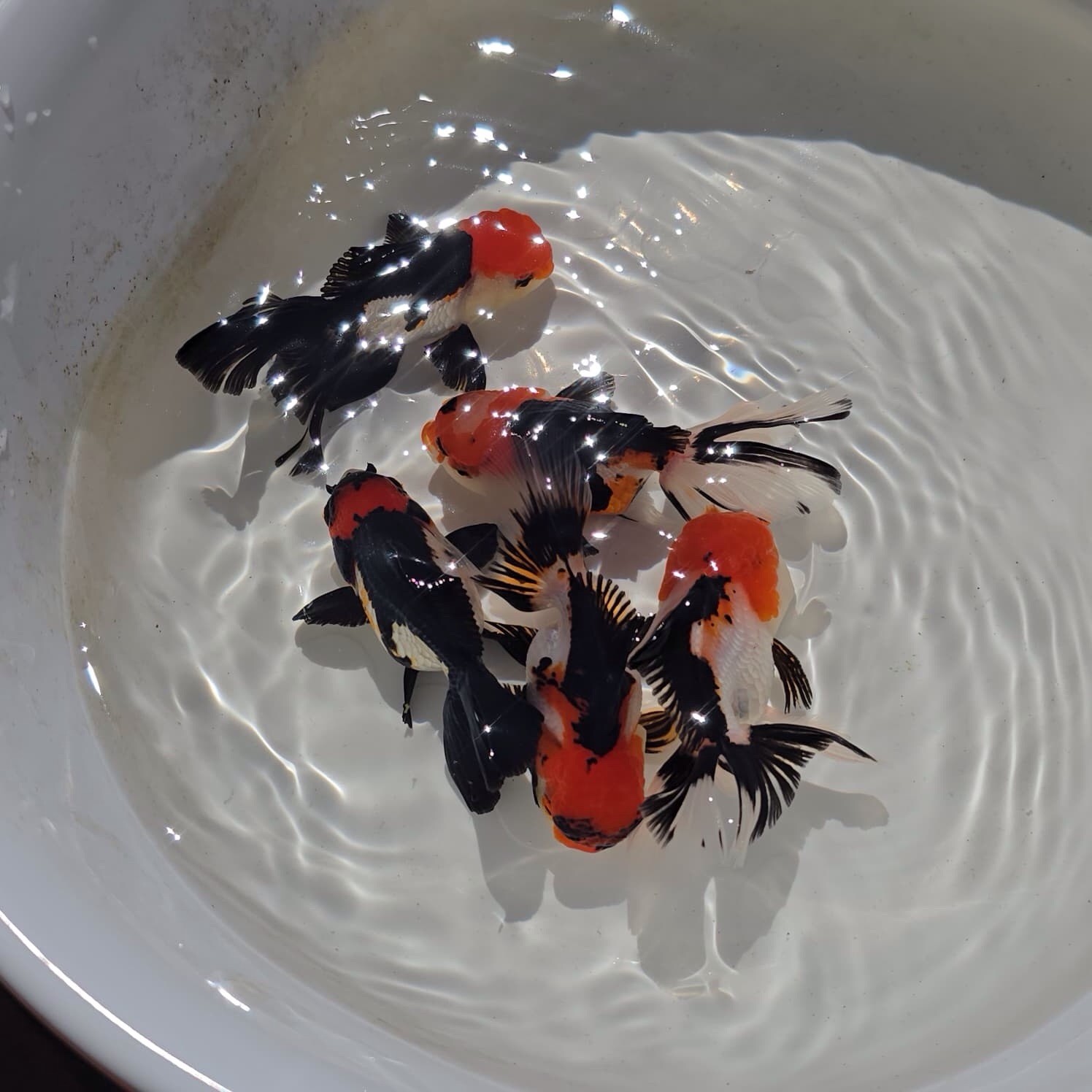 Live Oranda Tri Color Juvenile Goldfish short body 2 to 2.5 inch