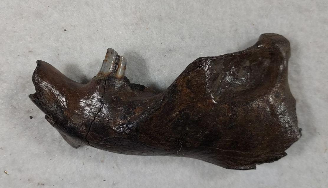 Ice Age Beaver Mandible (Jaw) Bone Fossil