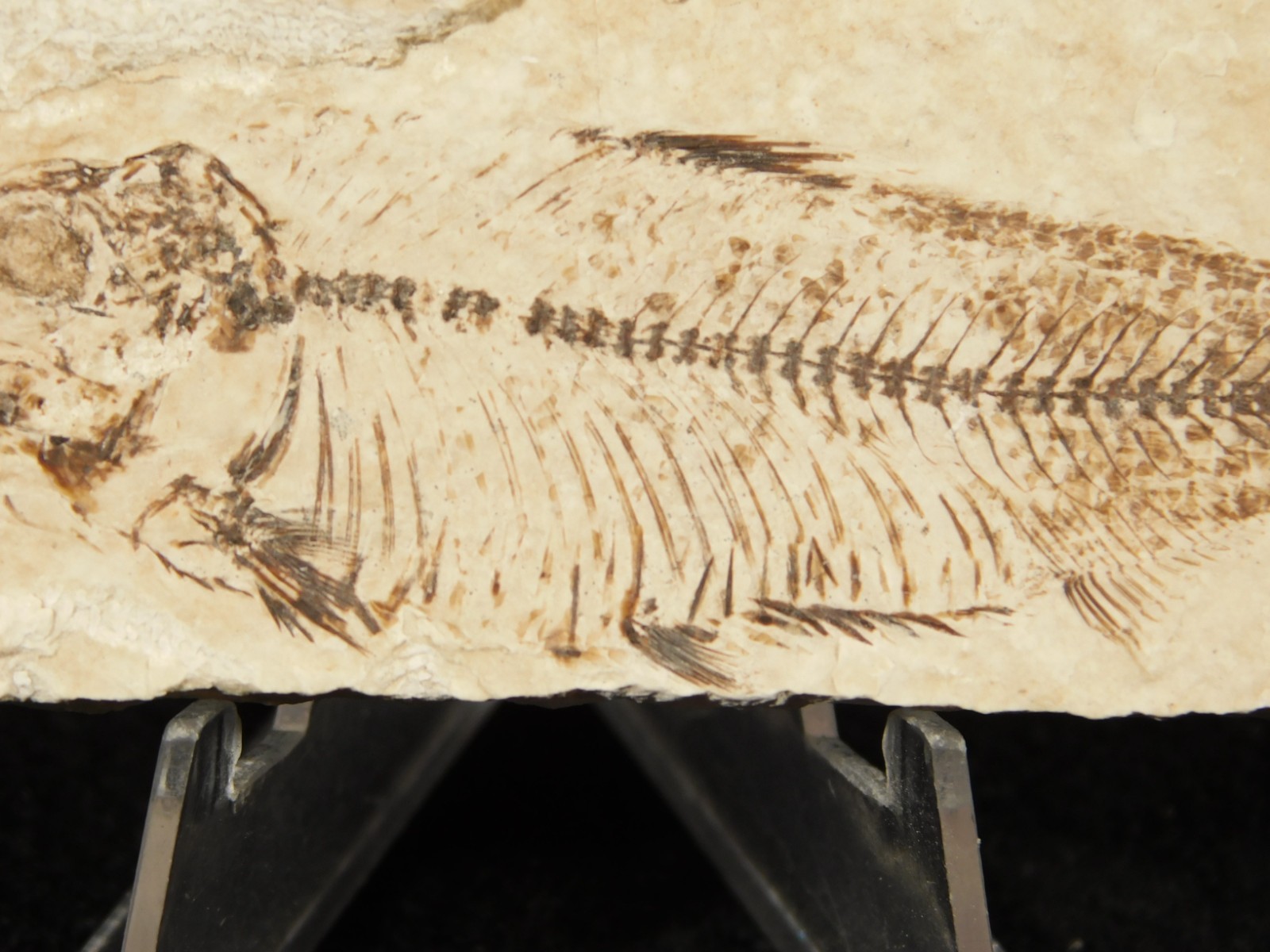 X-RAY BONES! Knightia FISH Fossil From Fossil Lake Wyoming 48.6gr