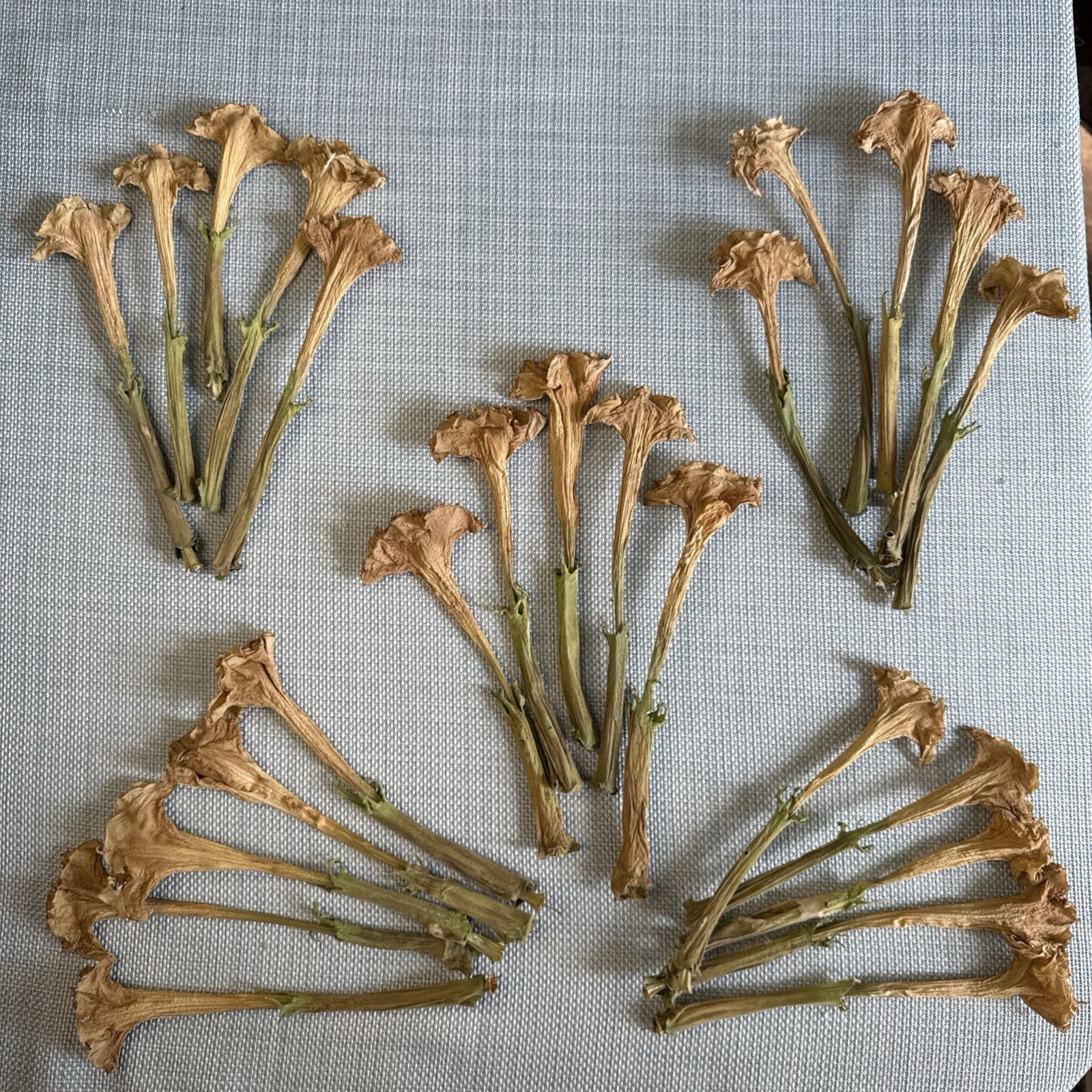 Datura Inoxia Flowers 25 Dried Moonflower 2025 Floral Craft Organic Thornapple