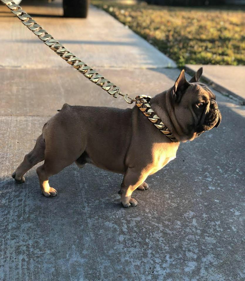 Cuban Gold pet Chain 32mm Dog Show Collar 316L Stainless Steel-AUTHORIZED SELLER