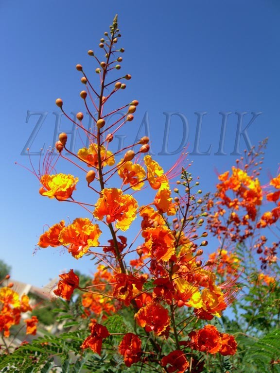 Caesalpinia pulcherrima Pride Of Barbados Mexican Bird Peacock seeds Orange Colr