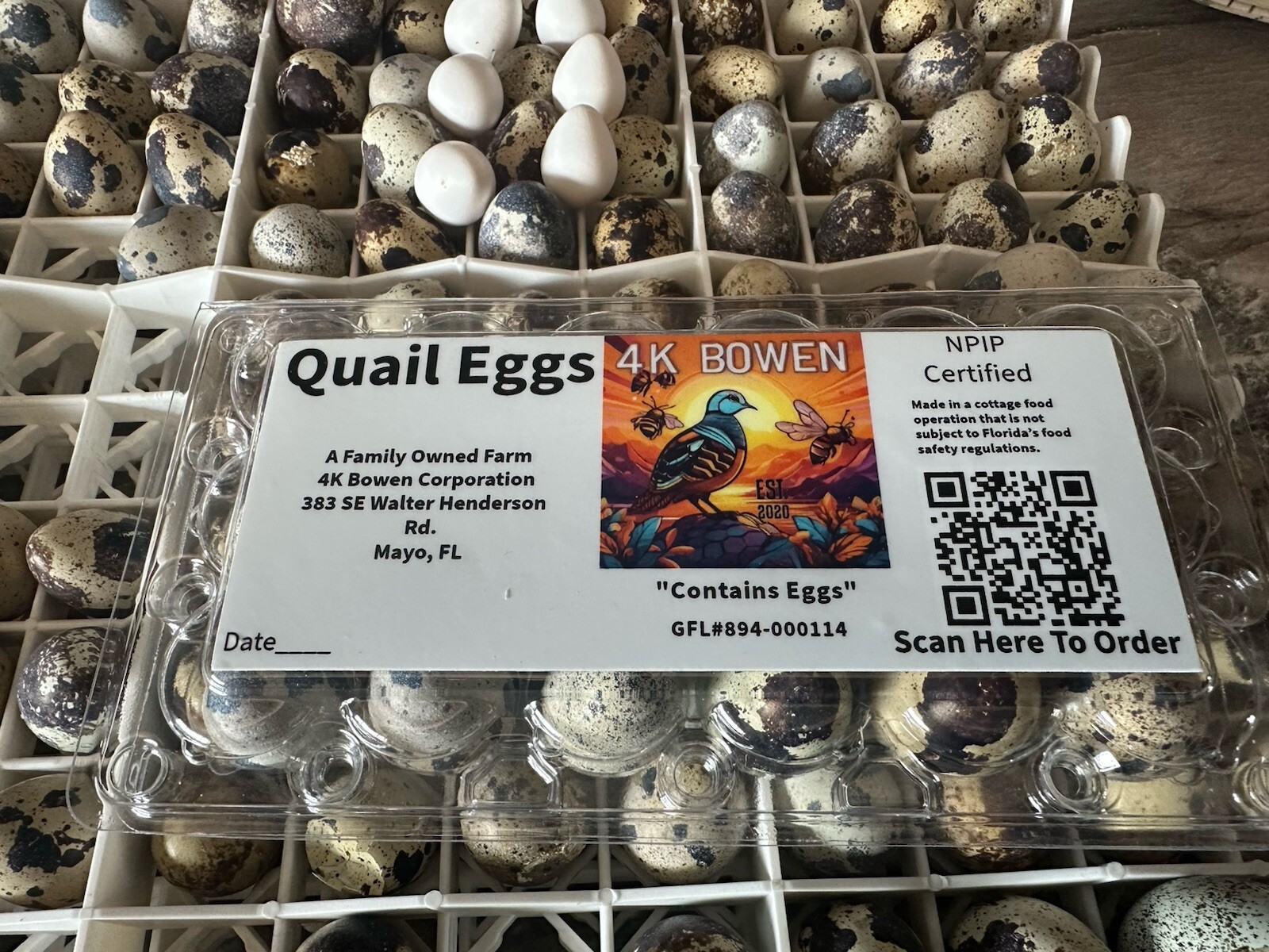 36 Coturnix Quail Fertile Hatching Eggs, NPIP Certified Game Farm