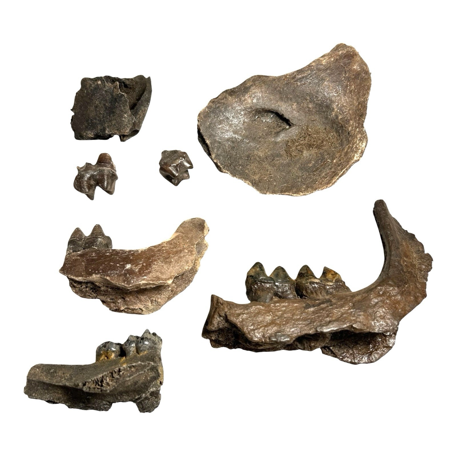 Prehistoric Pleistocene Age Fossilized Tapir Teeth and Mandible Jaw Pieces