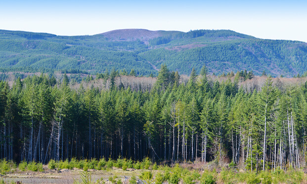 Model Railroad Backdrop Clear Cut by TrainJunkies