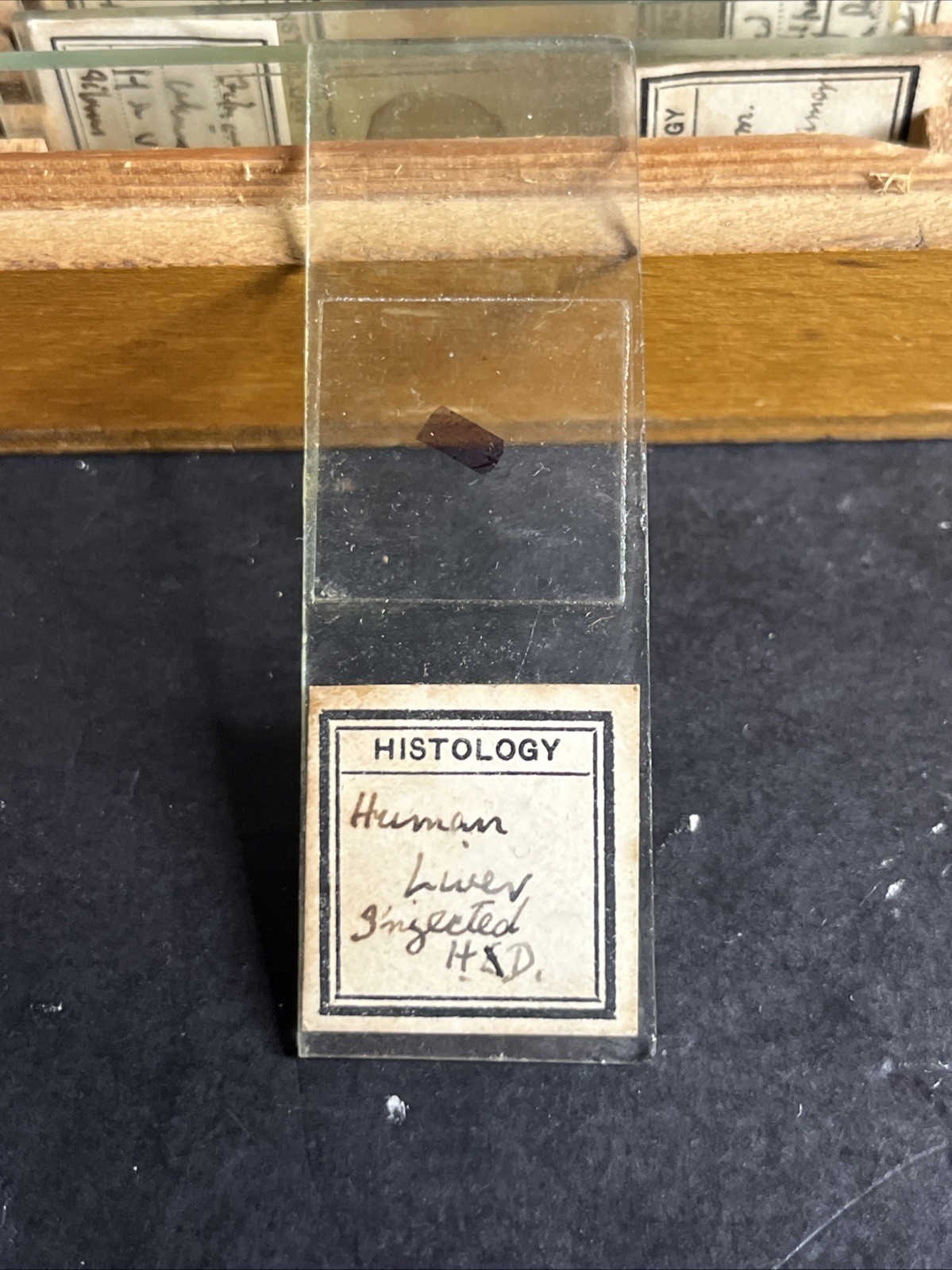 Antique 1936 University of Edinburgh Histology Microscope Slide Set Case 83