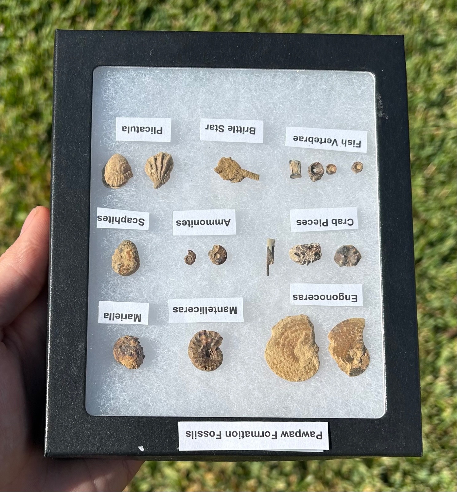 Pawpaw Formation Fossils Collection Starfish Ammonites Crabs Scaphites etc