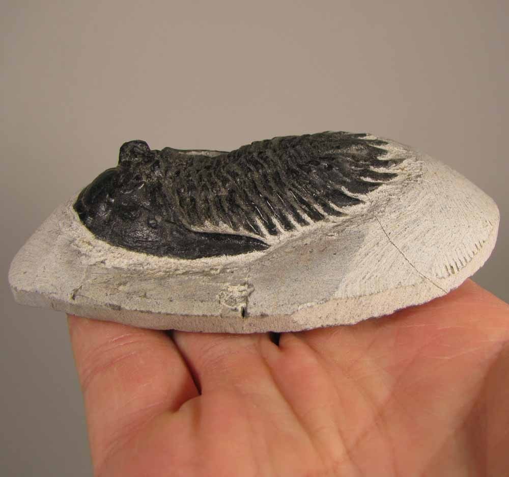 2.5" Hollardops TRILOBITE Fossil on Matrix - Devonian Age - Morocco