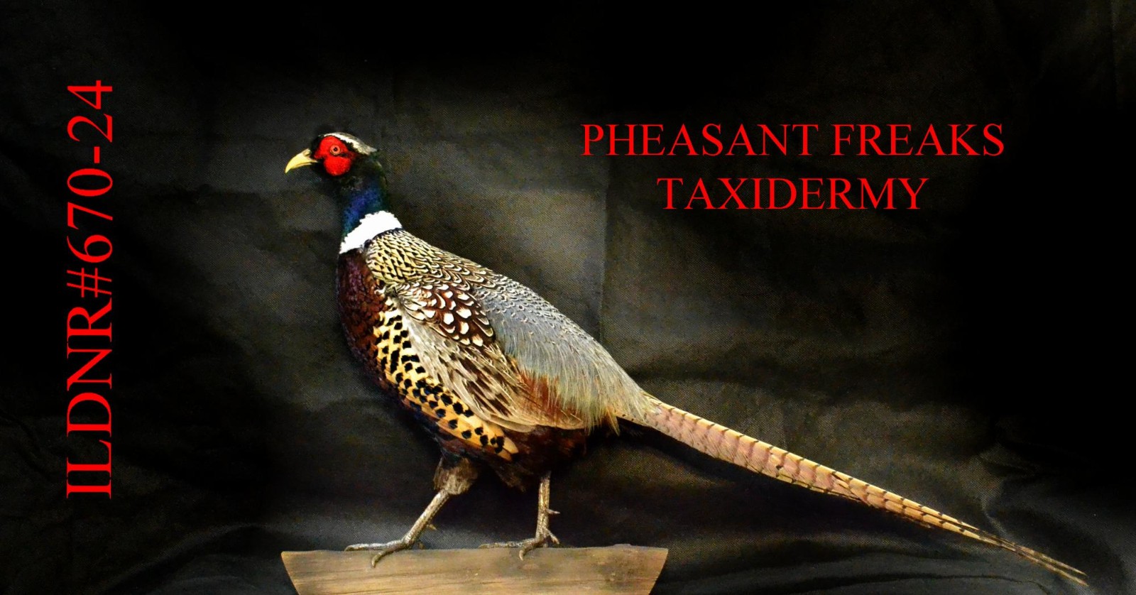 PHEASANT TAXIDERMY MOUNT STUFFED STANDING/WALKING LEFT ILDNR#670-24