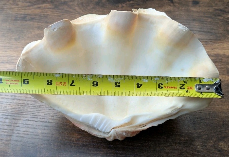 Large TRIDACNA SQUAMOSA Fluted Giant Clam Shell HALF 9x 6" Pink Tones. Beautiful