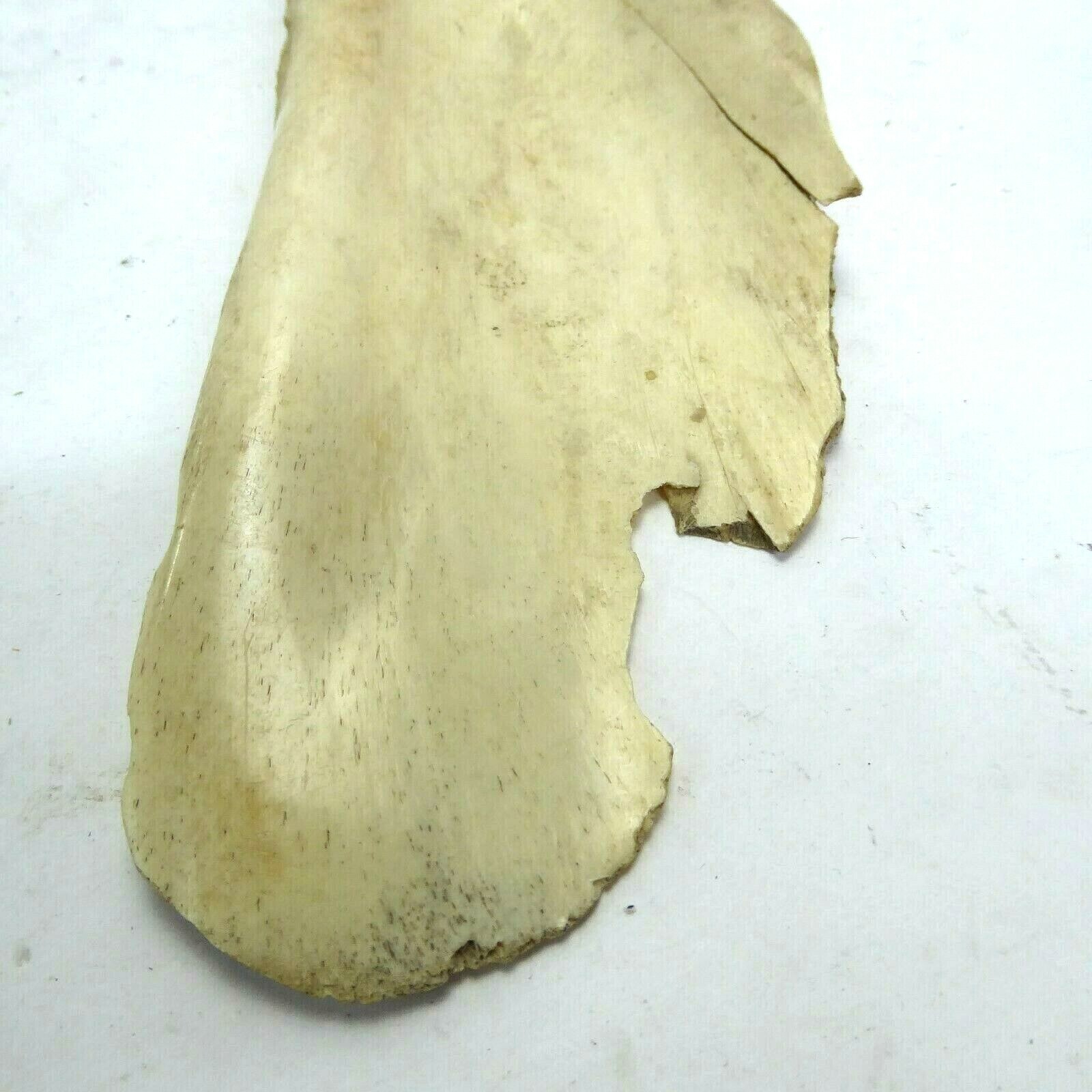 Missouri River Buffalo Horn Scapula Hoe