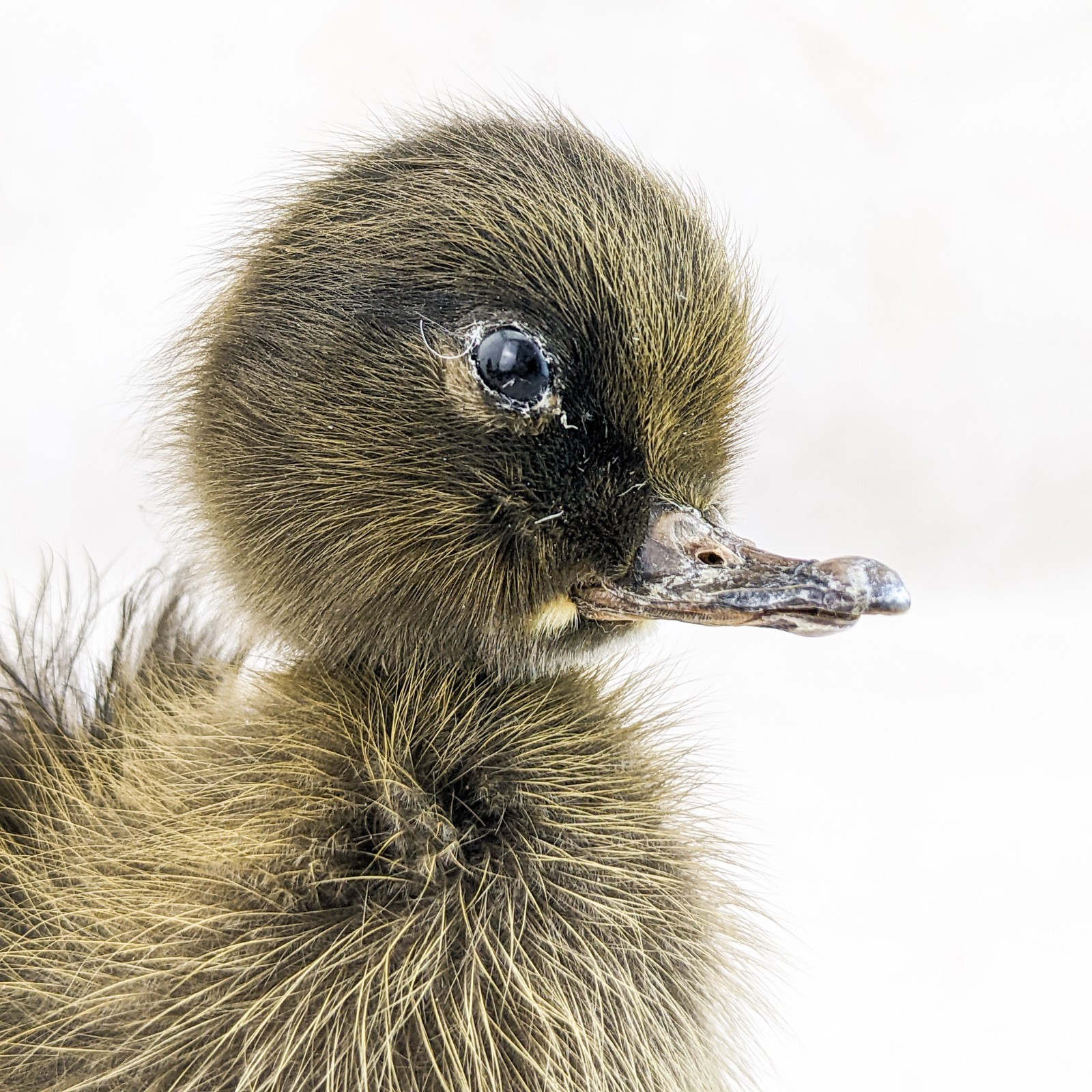 Domestic Duck Baby Duckling taxidermy species: A Platyrhynchos domesticus