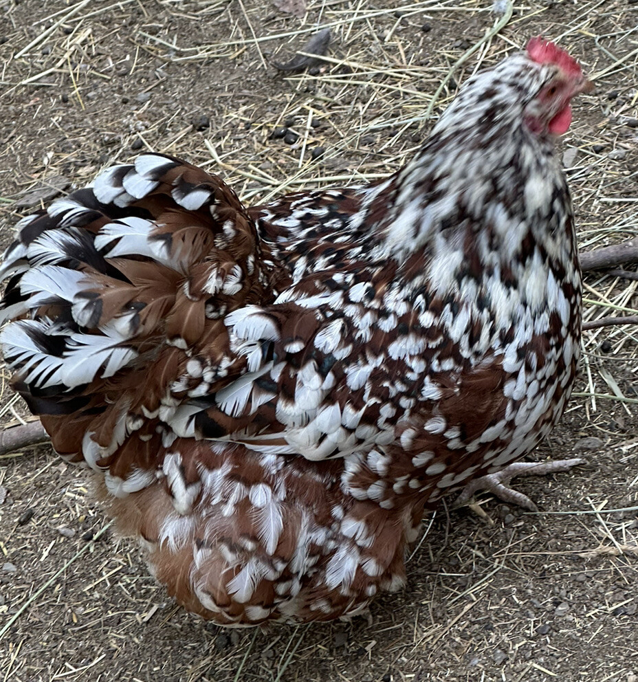 20+ Rare Breed Chicken Hatching Eggs Orpington, Wyandotte, Brahma, Faverolles