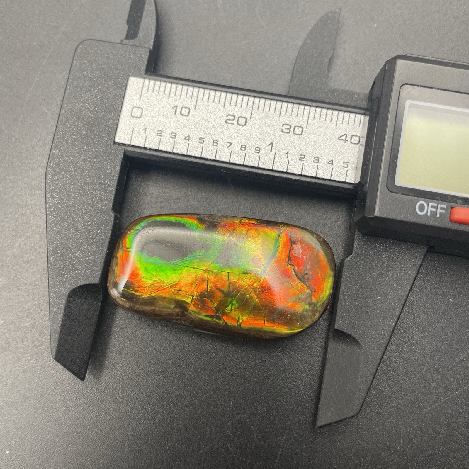 Incredible Ammonite Fossil Ammolite Alberta Canada Gemstone