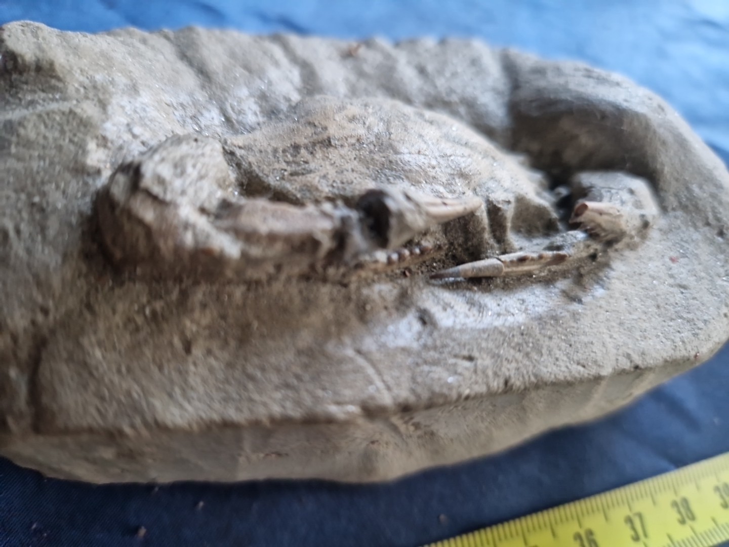 MASSIVE, LARGE, fossil CRAB from Java, Indonesia good details, great claws!