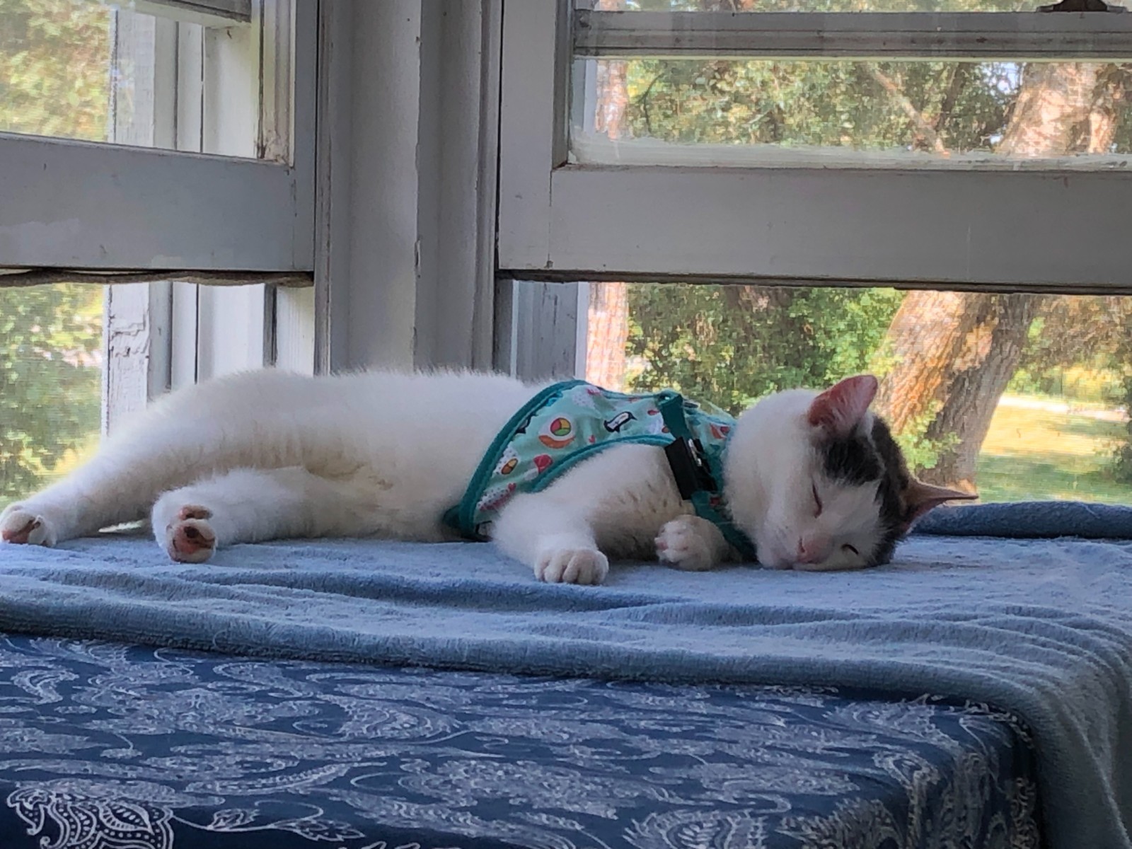 BLUE SUSHI DESIGN Vibrant Life Harness + Leash for Cats - One Size 5 - 10 lbs