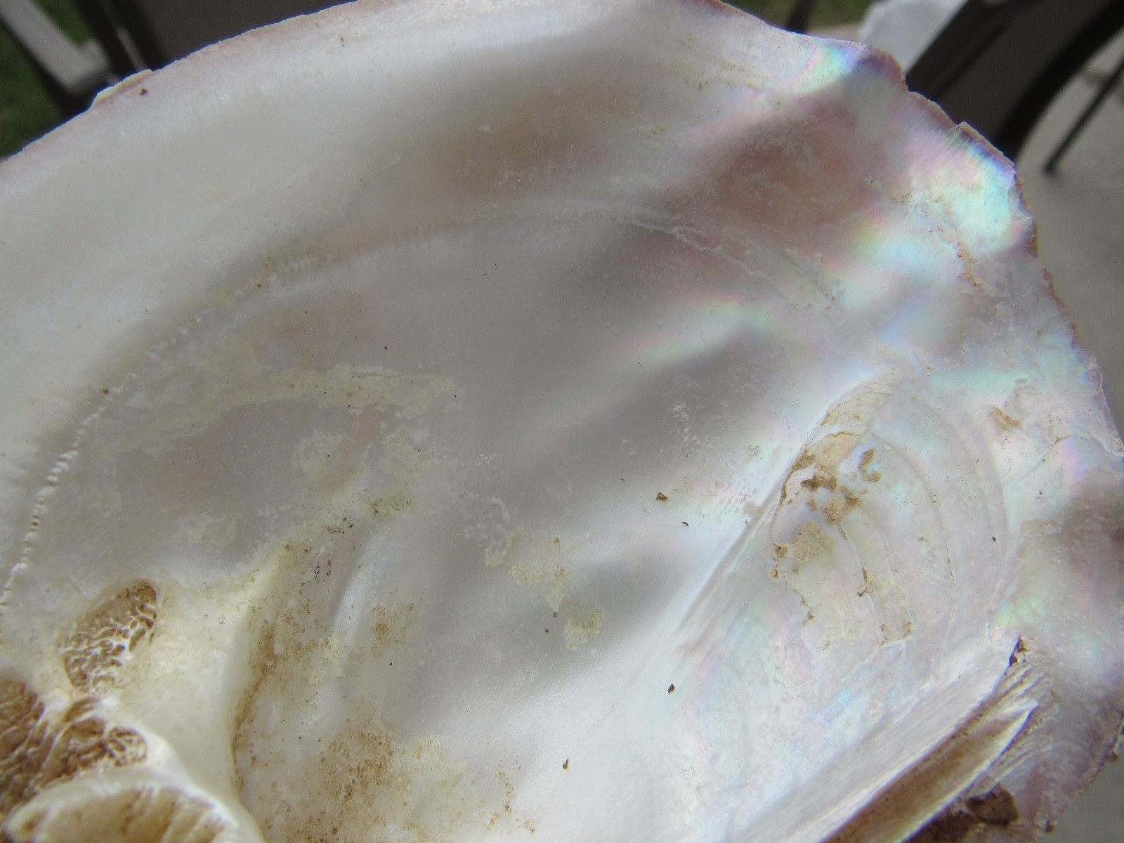 Set of 40 Fifty Year Stock Mother of Pearl Unpolished Freshwater Mussel Shells