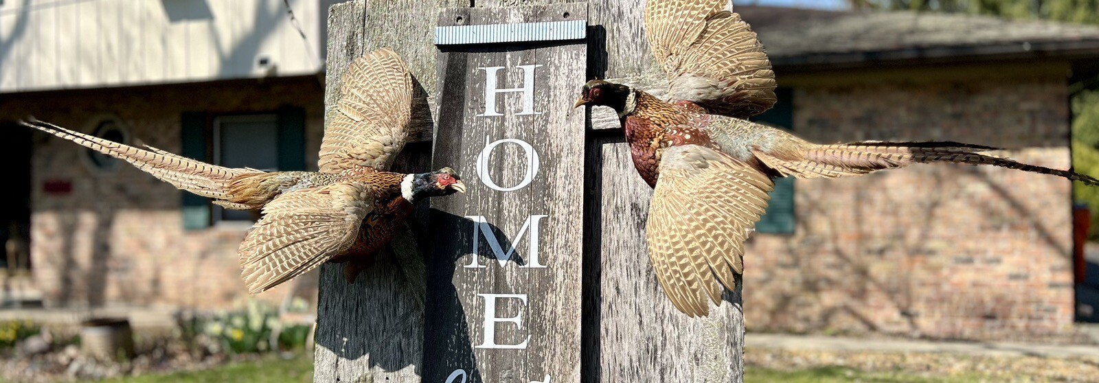 Vintage PAIR Real Ringneck Flying Pheasants Wall Mounts Taxidermy LOCAL PICKUP