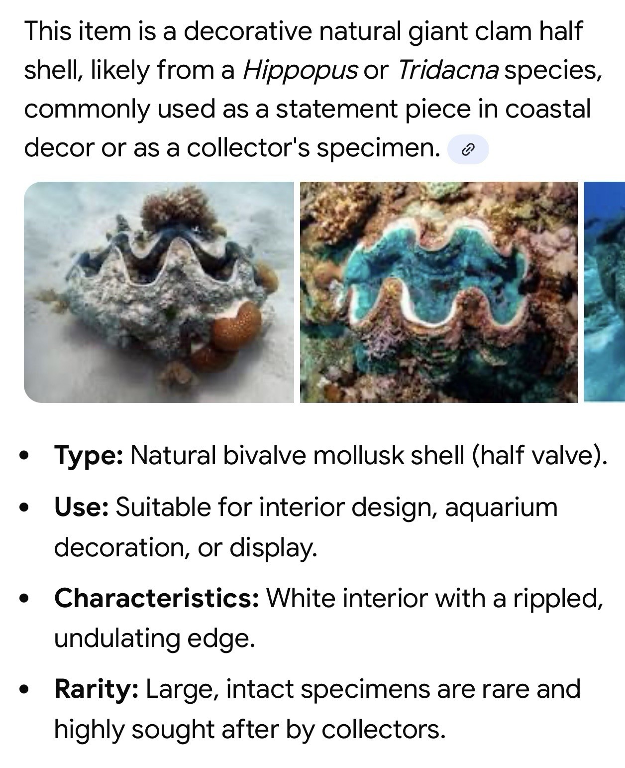 Giant Natural Clam Half Shell Tridacna Gigas 12” x 9” x 4.5”