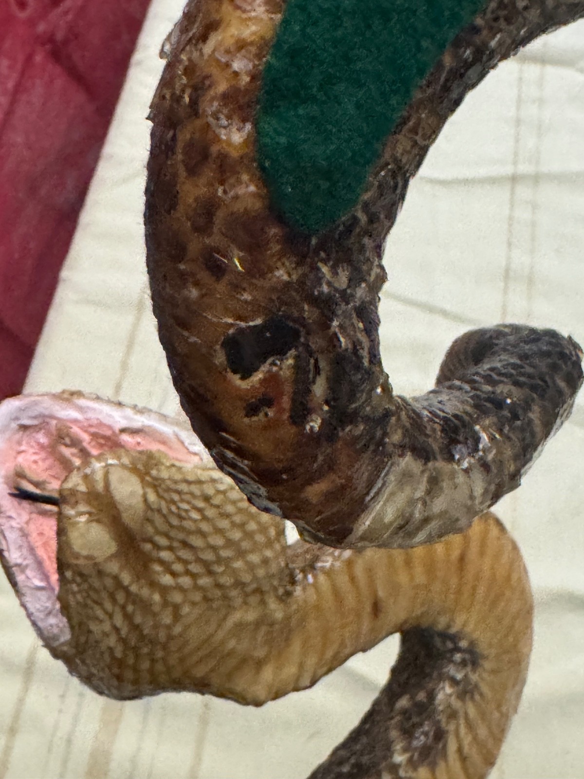 Vintage 53” eastern diamondback rattlesnake taxidermy mount Crotalus adamanteus