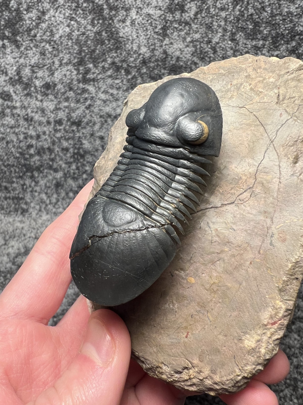 Paralejurus Trilobite Fossil – Flying Preparation with Rare Yellow Eyes