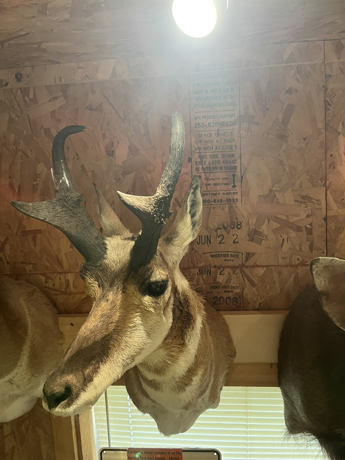 pronhorn antelope taxidermy shoulder mount