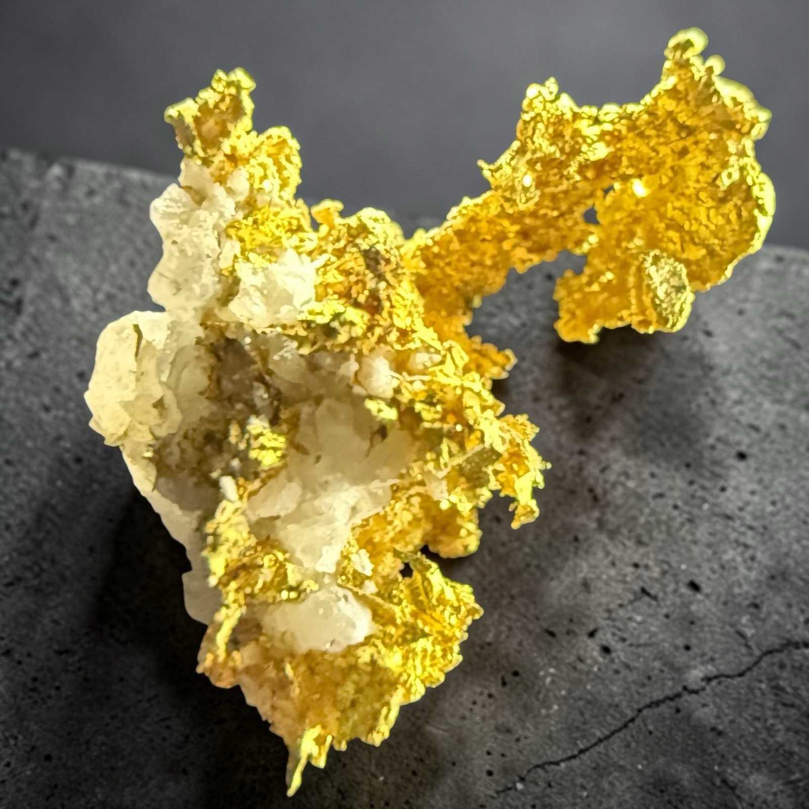 .540 GRAMS GRASS VALLEY NEVADA CRYSTALLIZED GOLD QUARTZ SPECIMEN "SWAN" #GQ540