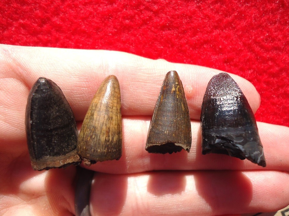 *BULK PRICE* ALLIGATOR TEETH FLORIDA FOSSIL TOOTH JAW BONE BONES CROCODILE SKULL