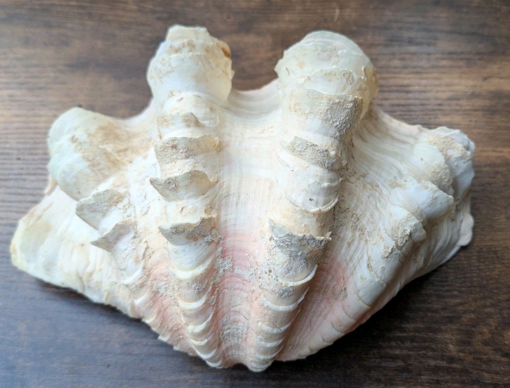 Large TRIDACNA SQUAMOSA Fluted Giant Clam Shell HALF 9x 6" Pink Tones. Beautiful