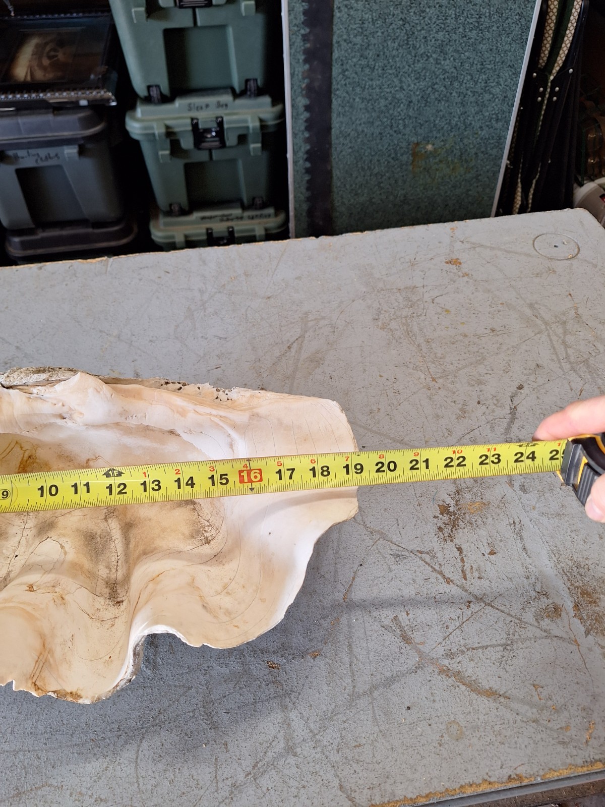 Giant Natural Clam Shell 23 Lbs 19-1/2” Wide Authentic Shell