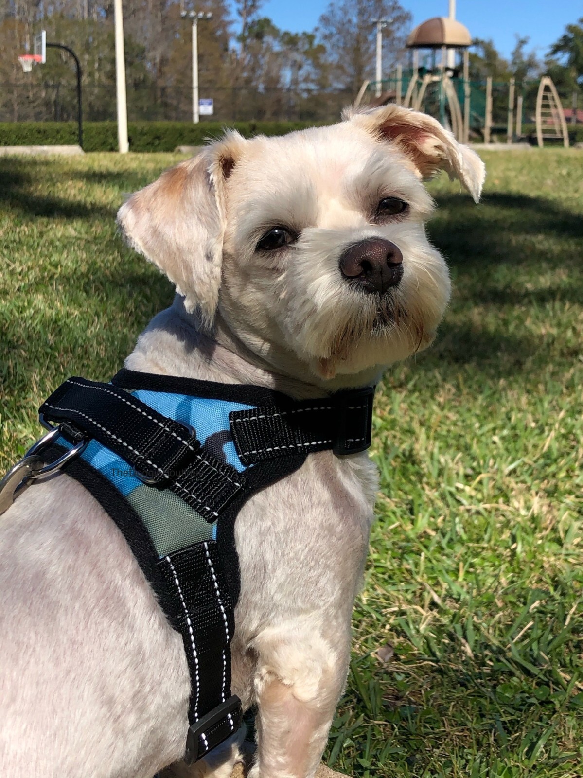 Dog Pet Vest Harness No Pull w Handle Adjustable Control Reflective S M Large XL