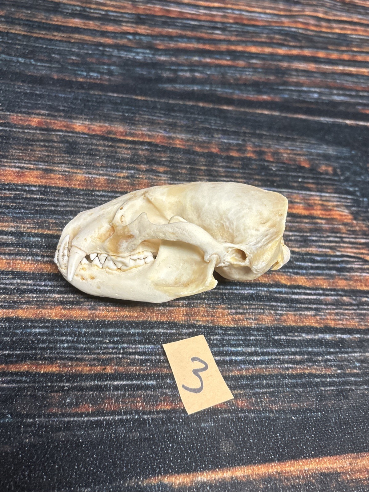 Real XL Badger Skull Unique Gift Halloween Craft Animal Mount Art Model Head Odd