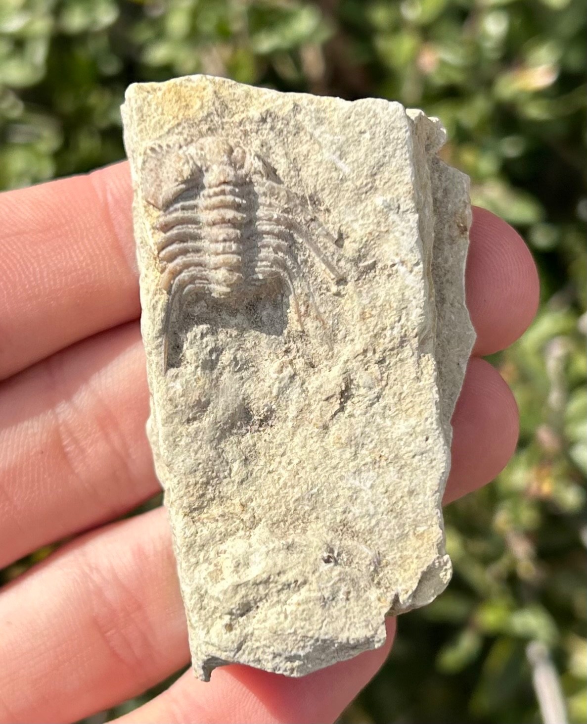 NICE Oklahoma Fossil Trilobite Kettneraspis williamsi Devonian Age Bug in Matrix