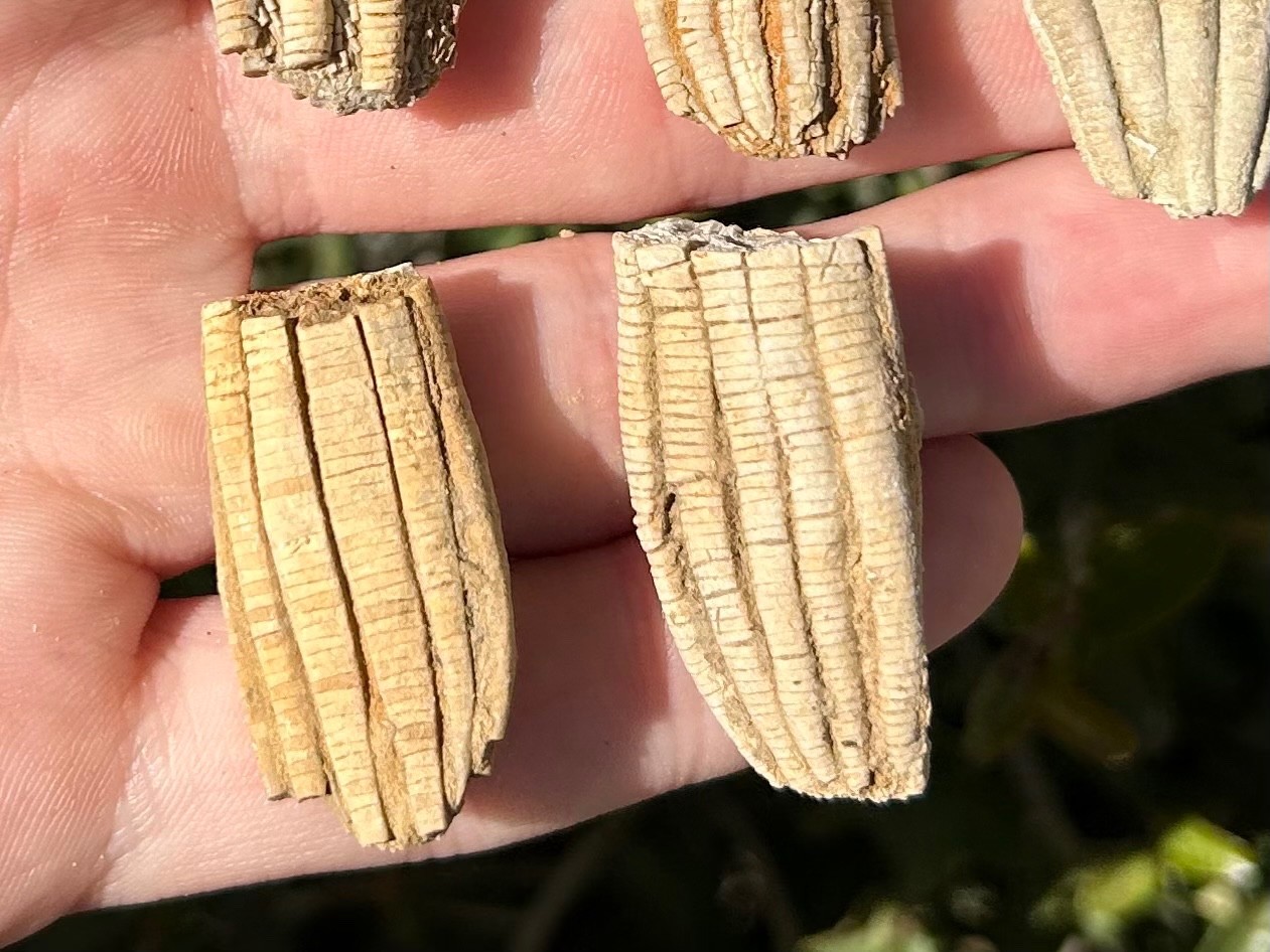 Alabama Fossil Crinoids LOT OF 5 Phanocrinus Bangor Limestone Mississippian Age