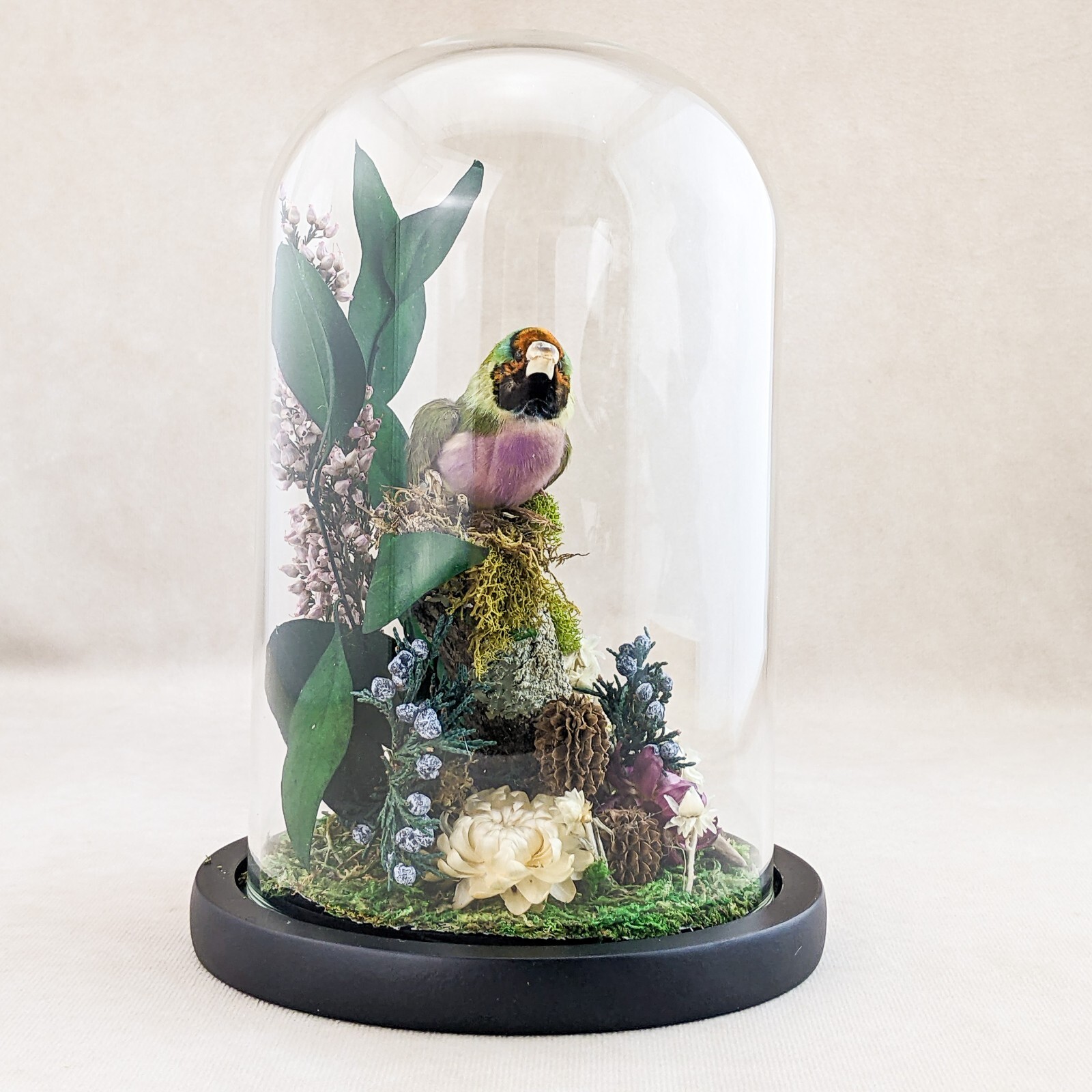 Gouldian Finch Glass Dome Floral Display Taxidermy Oddities Curiosity decor gift