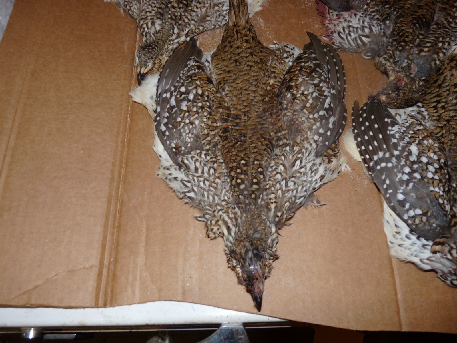 1 Beautiful no 1 SHARPE TAIL GROUSE SKIN craft dog training ART FLY TYING SHARP